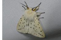 Spilosoma lubricipeda