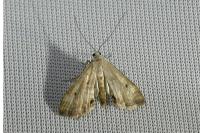 Cataclysta lemnata