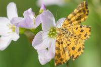 Pseudopanthera macularia