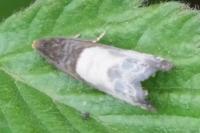 Notocelia cynosbatella