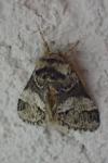 Drymonia dodonaea