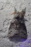 Calliteara pudibunda