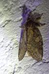 Peridea anceps