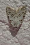 Nola confusalis
