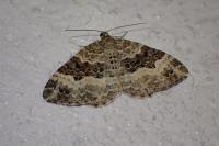 Epirrhoe alternata