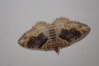 Xanthorhoe ferrugata