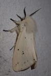 Spilosoma lubricipeda