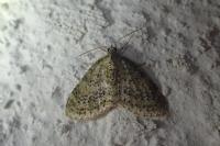 Acasis viretata
