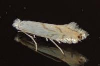 Phyllonorycter harrisella