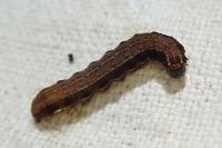 Eupsilia transversa