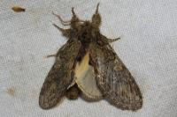 Peridea anceps