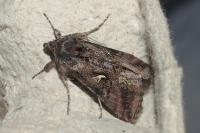 Autographa gamma