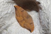 Watsonalla binaria