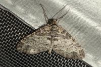 Lobophora halterata