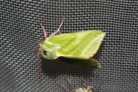 Pseudoips prasinanus