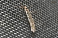 Plutella xylostella