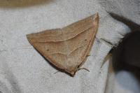 Petrophora chlorosata