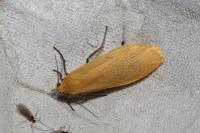 Wittia sororcula