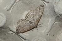 Hypomecis punctinalis