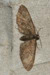 Eupithecia abbreviata