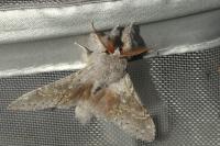 Stauropus fagi