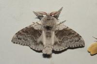 Calliteara pudibunda