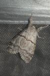 Calliteara pudibunda