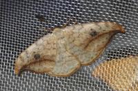 Drepana falcataria