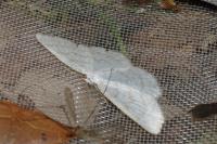 Scopula floslactata