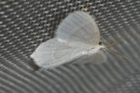 Jodis lactearia