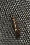 Esperia sulphurella