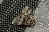Drymonia dodonaea
