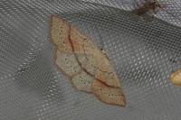 Cyclophora punctaria