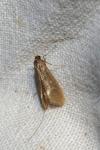 Nematopogon swammerdamella
