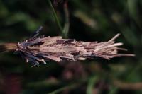 Canephora hirsuta