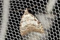 Nola confusalis
