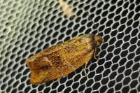 Ptycholoma lecheana