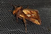 Plusia festucae