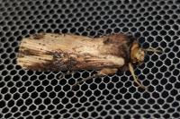 Axylia putris
