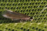Bucculatrix nigricomella