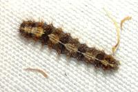 Nola cucullatella