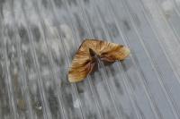 Plagodis dolabraria