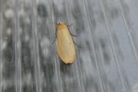 Wittia sororcula