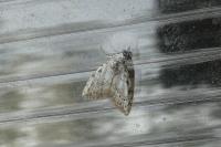 Nola confusalis