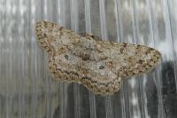 Hypomecis punctinalis