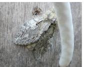 Peridea anceps