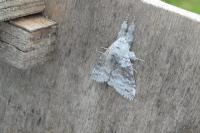 Calliteara pudibunda