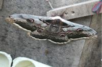 Saturnia pyri