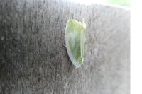 Earias clorana