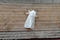 Spilosoma lubricipeda